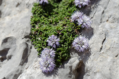 Globularia repens