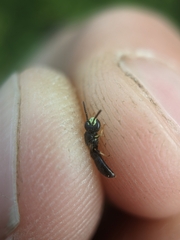 Hylaeus mesillae