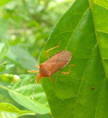 Anasa bellator