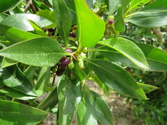 Myoporum laetum