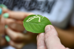 Aulagromyza cornigera