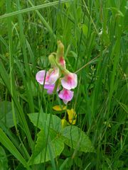 Lathyrus palustris