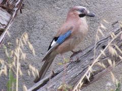 Garrulus glandarius