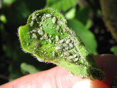 Hyadaphis passerinii