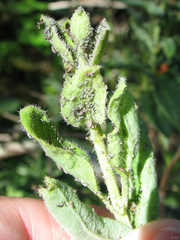 Hyadaphis passerinii