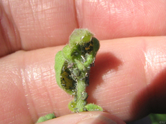 Hyadaphis passerinii