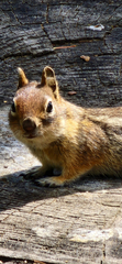 Callospermophilus
