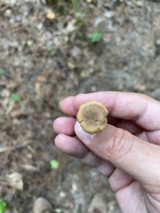 Cantharellus appalachiensis