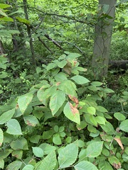 Litylenchus crenatae