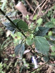 Pseudogynoxys chenopodioides