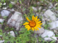 Grindelia tenella