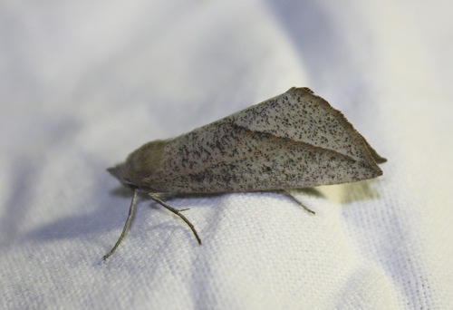 Compsoptera opacaria