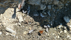 Rheumaptera hastata