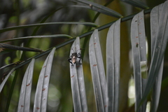 Pachylis acutangulus