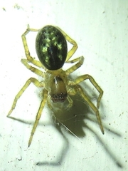 Amaurobius fenestralis