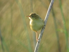 Cisticola juncidis