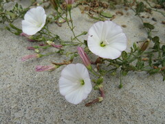 Convolvulus arvensis