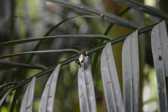 Pachylis acutangulus