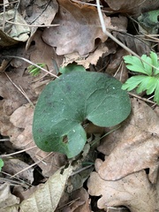 Asarum europaeum