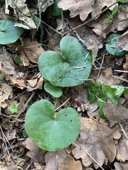 Asarum europaeum