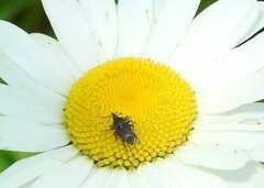 Odontocorynus salebrosus