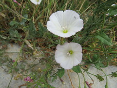 Convolvulus arvensis