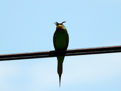 Merops persicus