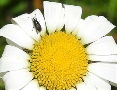 Odontocorynus salebrosus