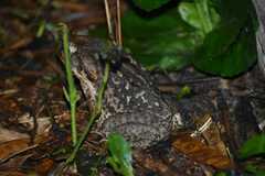Rhinella horribilis