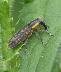 Lixus filiformis