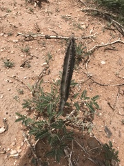 Peniocereus greggii greggii