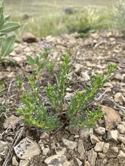 Dalea candida oligophylla