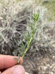 Dalea candida oligophylla