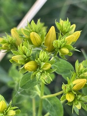 Hypericum perforatum