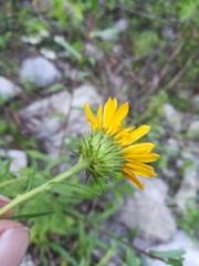 Grindelia tenella