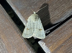 Caradrina kadenii