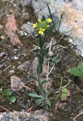 Draba aurea