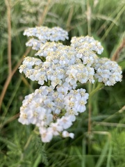 Achillea millefolium