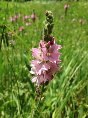 Sidalcea oregana spicata