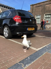 Larus argentatus
