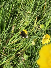 Bombus cryptarum