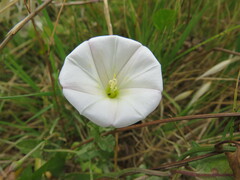 Convolvulus arvensis