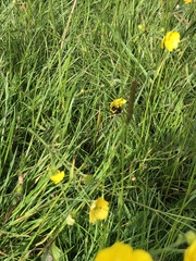 Bombus cryptarum