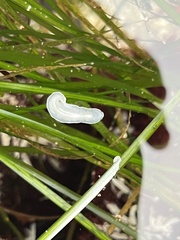Eurylepta californica