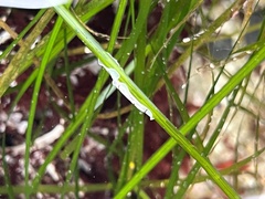 Eurylepta californica