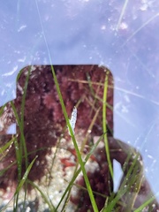 Eurylepta californica