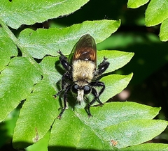 Laphria posticata