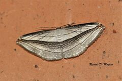 Arcobara tergeminaria