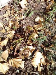Asplenium scolopendrium scolopendrium