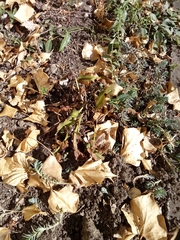 Asplenium scolopendrium scolopendrium